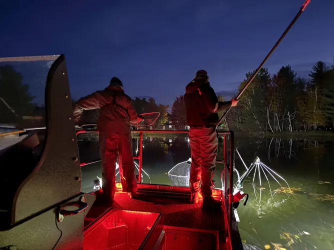 DNR checks on young walleye with upcoming fall electrofishing surveys